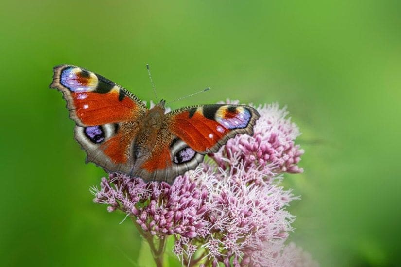 Peacock Butterfly Beetle