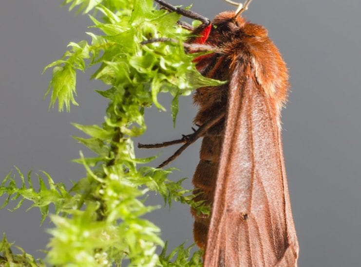 Rosy Maple Moth