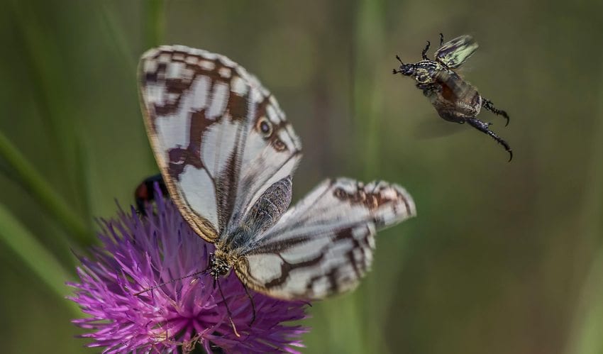 Satin Azure Butterfly