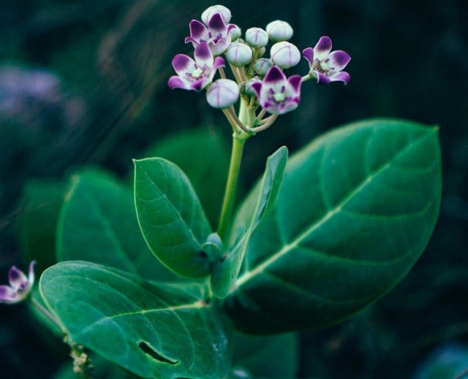 Shami flower for Shiva