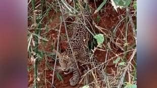 leopard got caught in a snare set up for hunting in Sawantwadi news