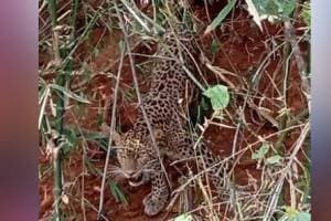 leopard got caught in a snare set up for hunting in Sawantwadi news