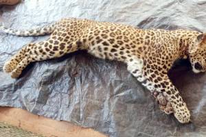 Sangameshwar leopard story in marathi