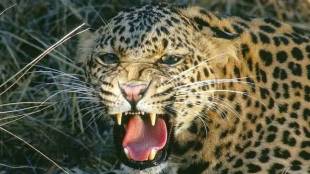 youth was injured by a leopard in Rohokadi Junnar taluka pune news