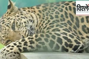 leopard killing increased in pakistan