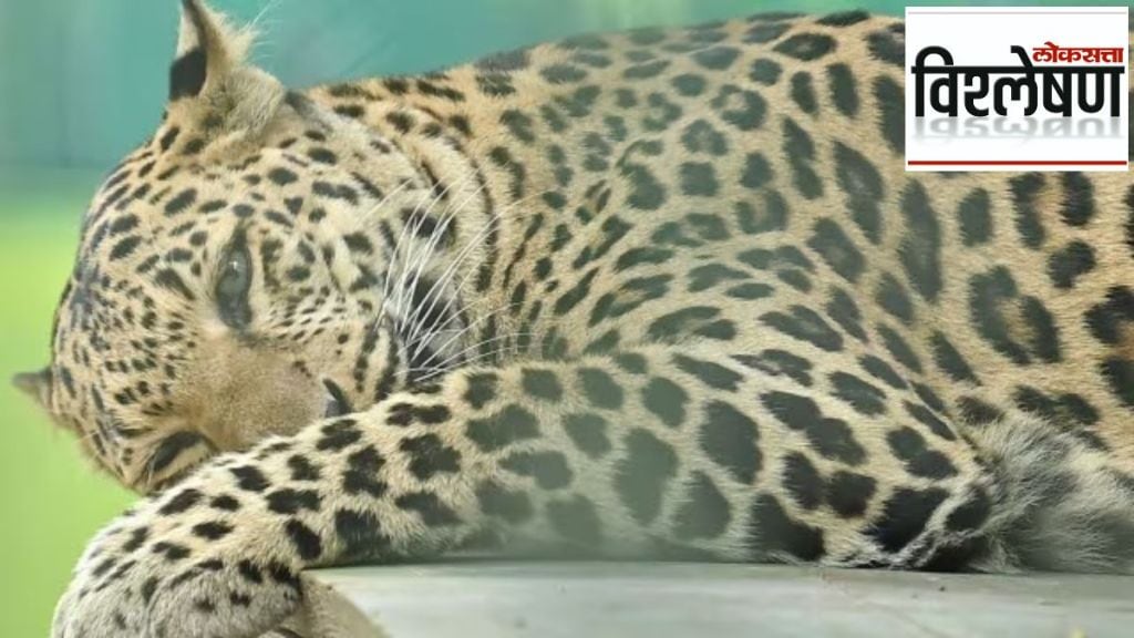 leopard killing increased in pakistan