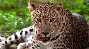 Leopard Safari at Sanjay Gandhi Park Announcement by Guardian Minister Ashish Shelar Mumbai news