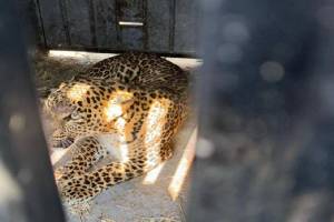 Three and a half year old female leopard captured in Hanumanwadi