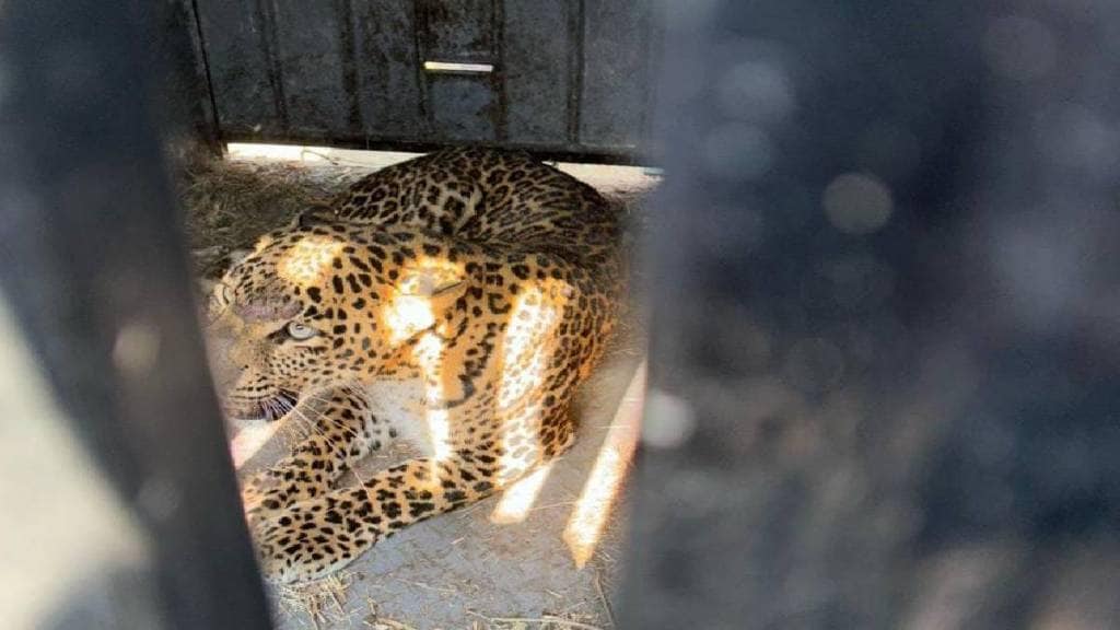 Three and a half year old female leopard captured in Hanumanwadi