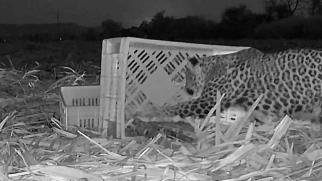 leopard cubs found in sugarcane field while playing