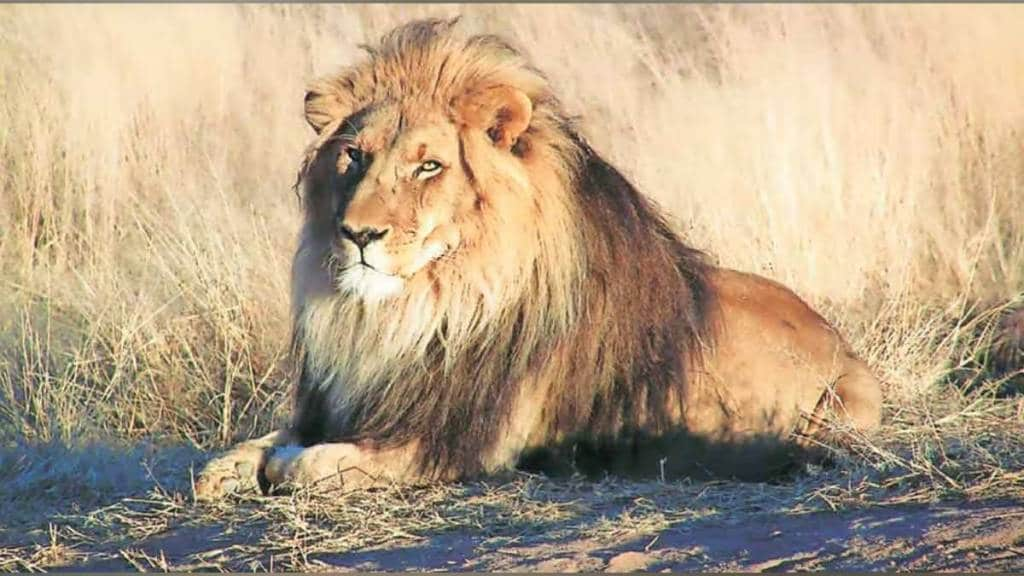 lions spotted at lion safari in Borivali National Park Mumbai news