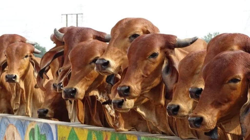 district level livestock exhibition from february 21 in thane