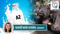 A2 दुधाचा एवढा गाजावाजा का?