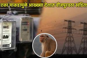 monkey disrupts sri lanka power wupply