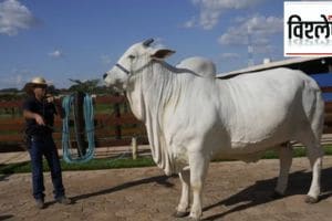 most expensive cow sold for Rs 40 crore