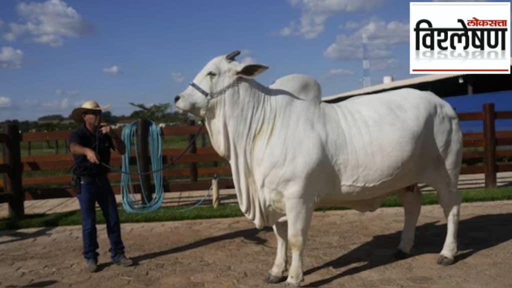 most expensive cow sold for Rs 40 crore