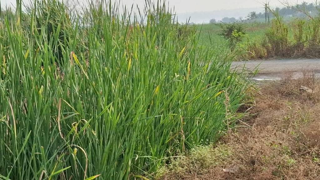 bulrush species at risk news in marathi