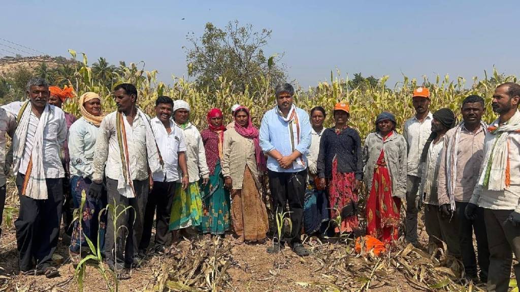 MLA Rohit Pawar experienced sorghum harvesting farm karjat jamkhed