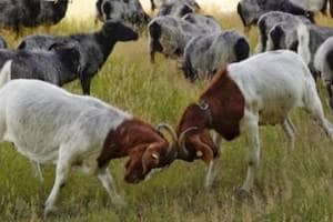 Highly educated youth participate in sheep fighting in Dombivli News