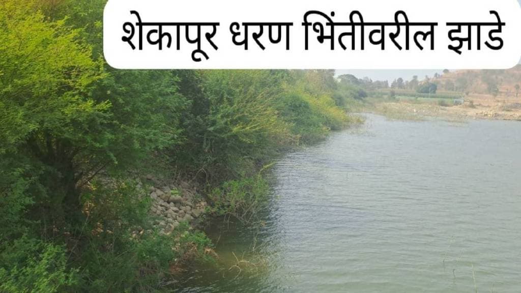 Trees and shrubs have grown along the walls of dams in Buldhana taluka