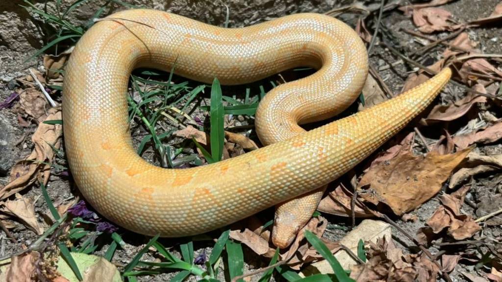 snake changed color like a lizard while staying underground Nagpur news