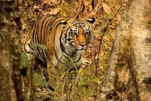 tiger fear continues around solapur dharashiv border due to rescue team failed to capture tiger