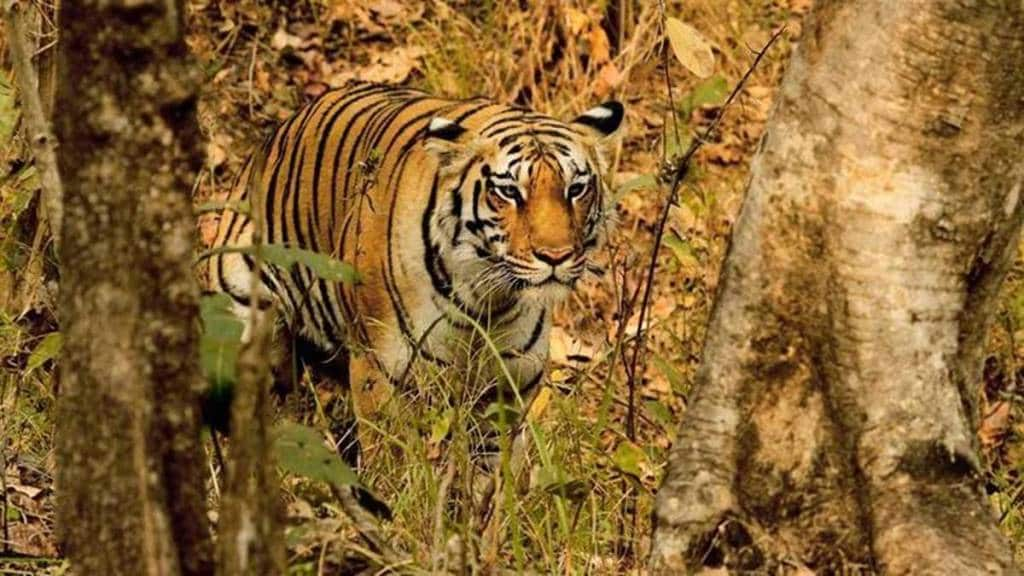 tiger fear continues around solapur dharashiv border due to rescue team failed to capture tiger