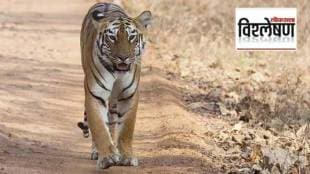 loksatta Analysis Tiger body part Trafficking in marathi