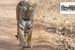 loksatta Analysis Tiger body part Trafficking in marathi