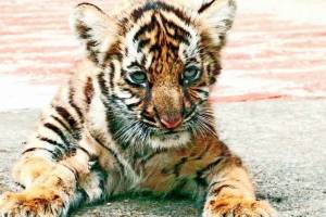 tiger cubs dead in Lendezari forest