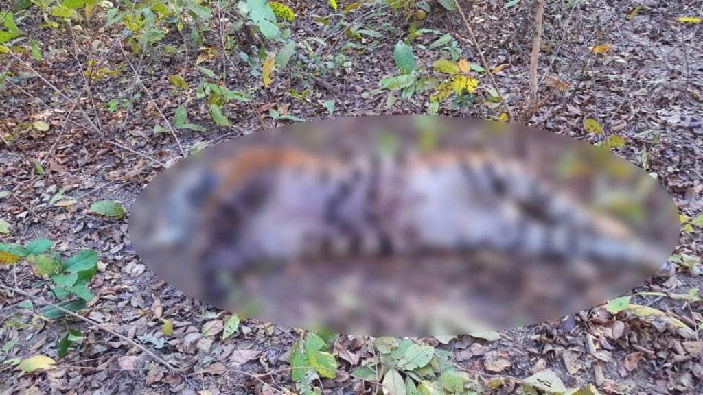 Tiger found dead in Bhandara district