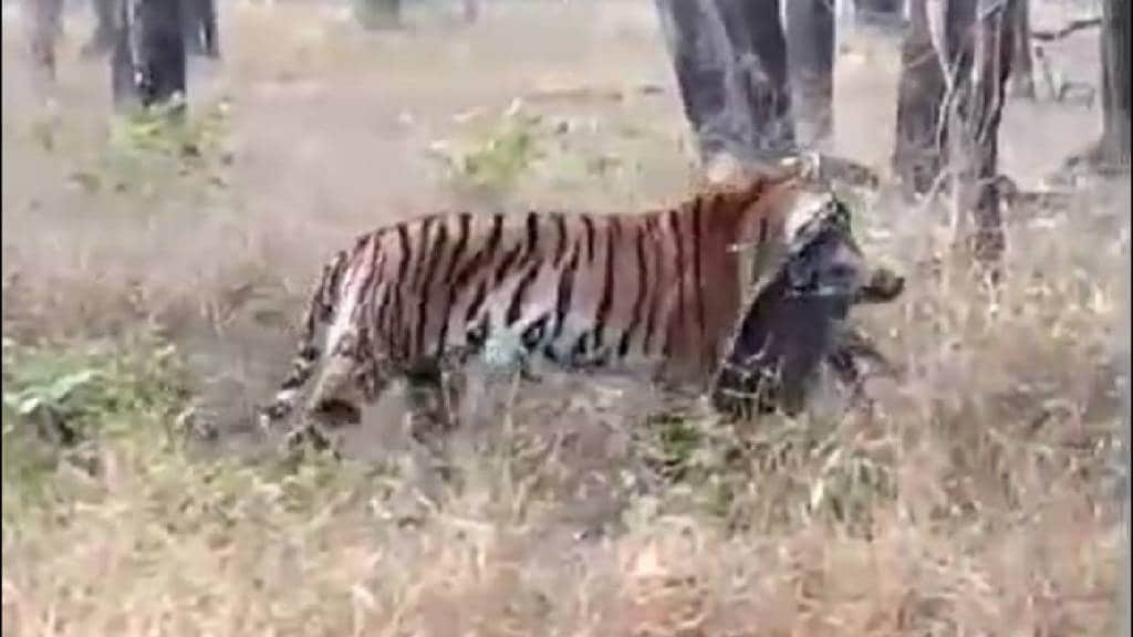 thrilling video tiger hunting forests pench tiger Project Madhya