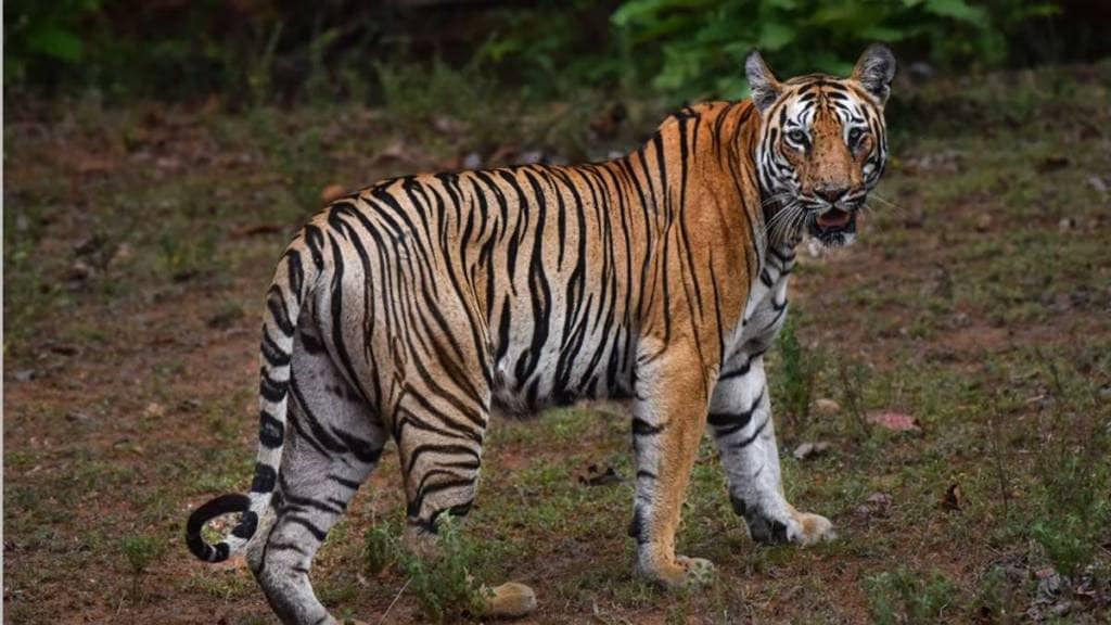 Tigers in Pench Tiger Reserve in Maharashtra in front of tourists