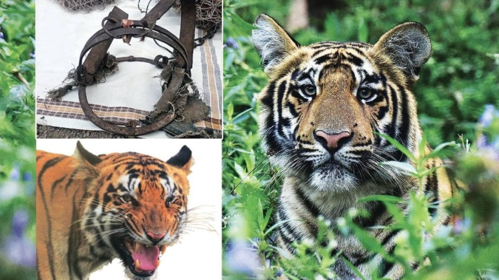 Increase in tiger poaching numbers in the new year