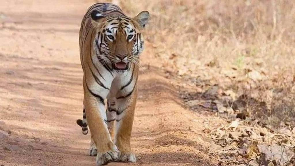 A tigress and her cub were spotted in Wardha