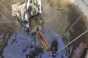 Tigress falls into well while chasing wild boar