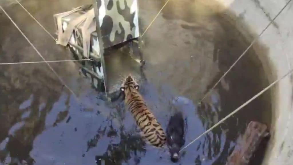 Tigress falls into well while chasing wild boar