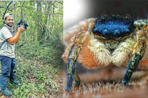 Rishikesh Tripathi spider research