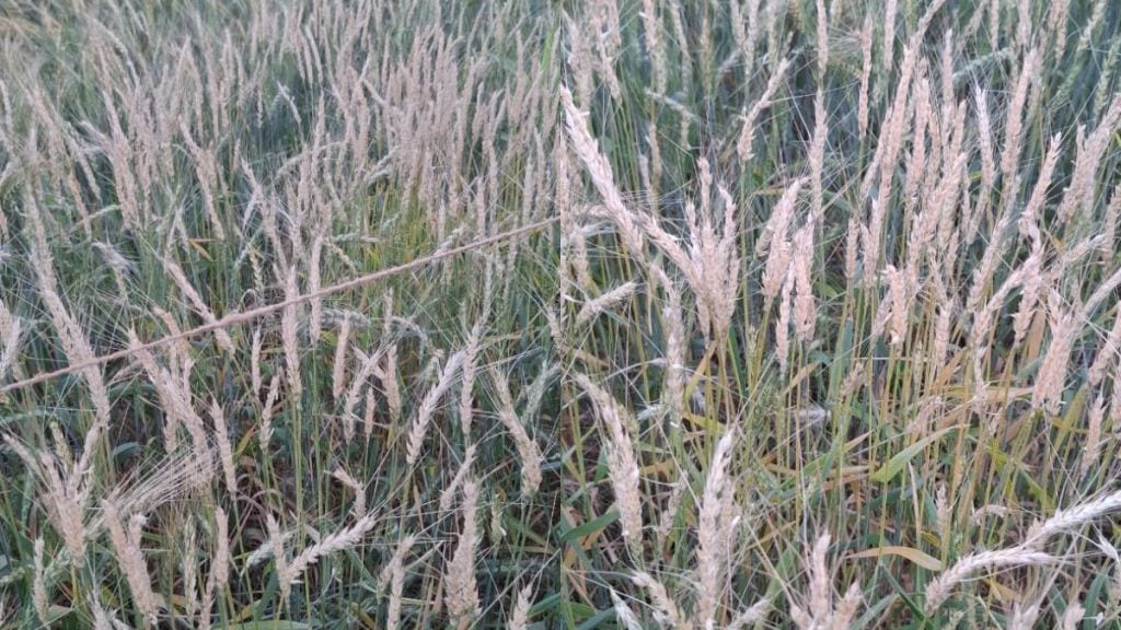 Heavy bird attack on wheat crop