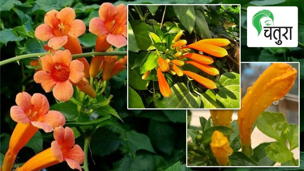 chatura article flowering gardening