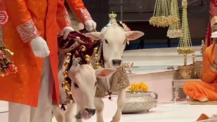 anant Ambani wedding Cows had foot cuffs with diamonds real gold