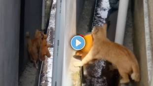 Cat Brings Teddy Bear For Their Kittens