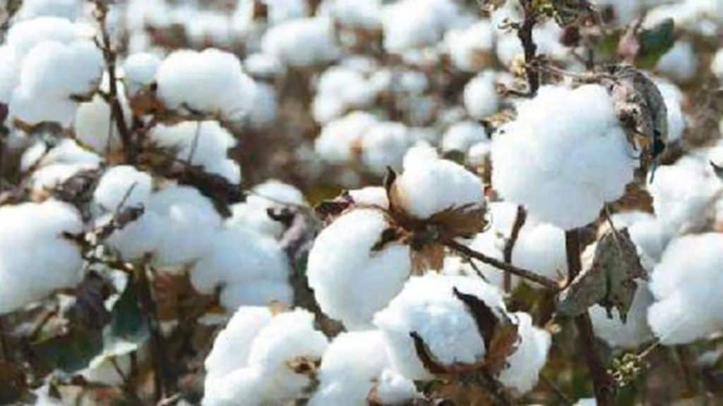 Cotton procurement from CCI stopped in Hingoli Farmers turn to private ginning