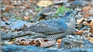 Eurasian Goshawk recorded in Tansa Sanctuary Mumbai