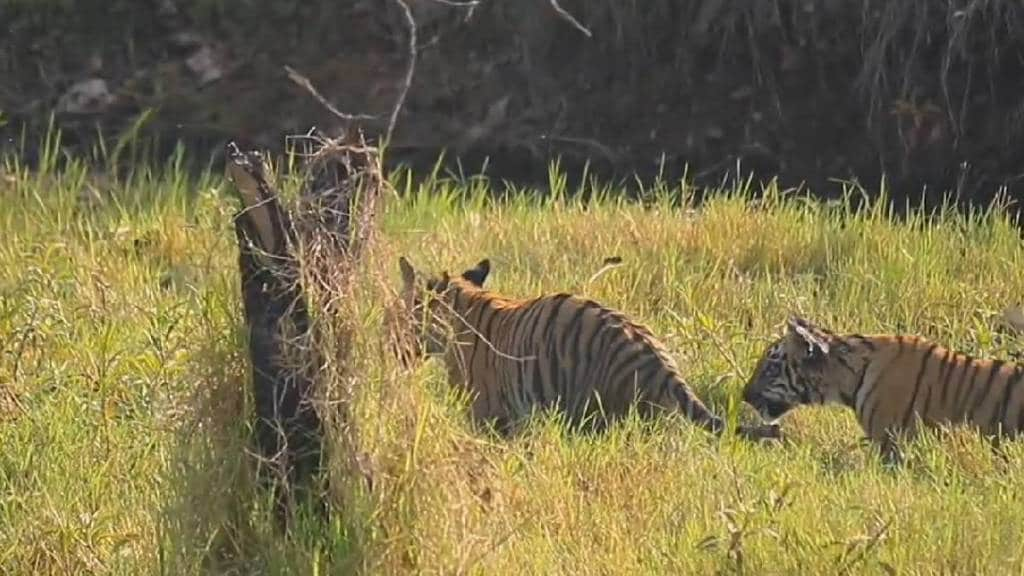 Umred Pauni Karhandla Wildlife Sanctuary cubs fun F-2 tigress tourist