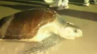 female olive ridley turtle news in marathi