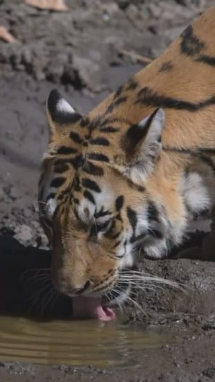 Gauri Nalawade Pench Forest