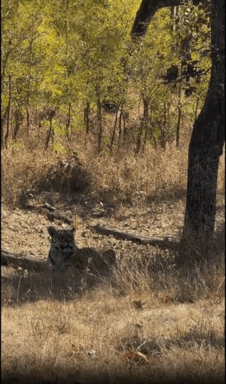 Gauri Nalawade Pench Forest