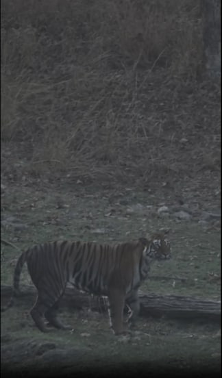 Gauri Nalawade Pench Forest