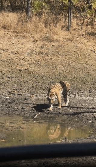 Gauri Nalawade Pench Forest